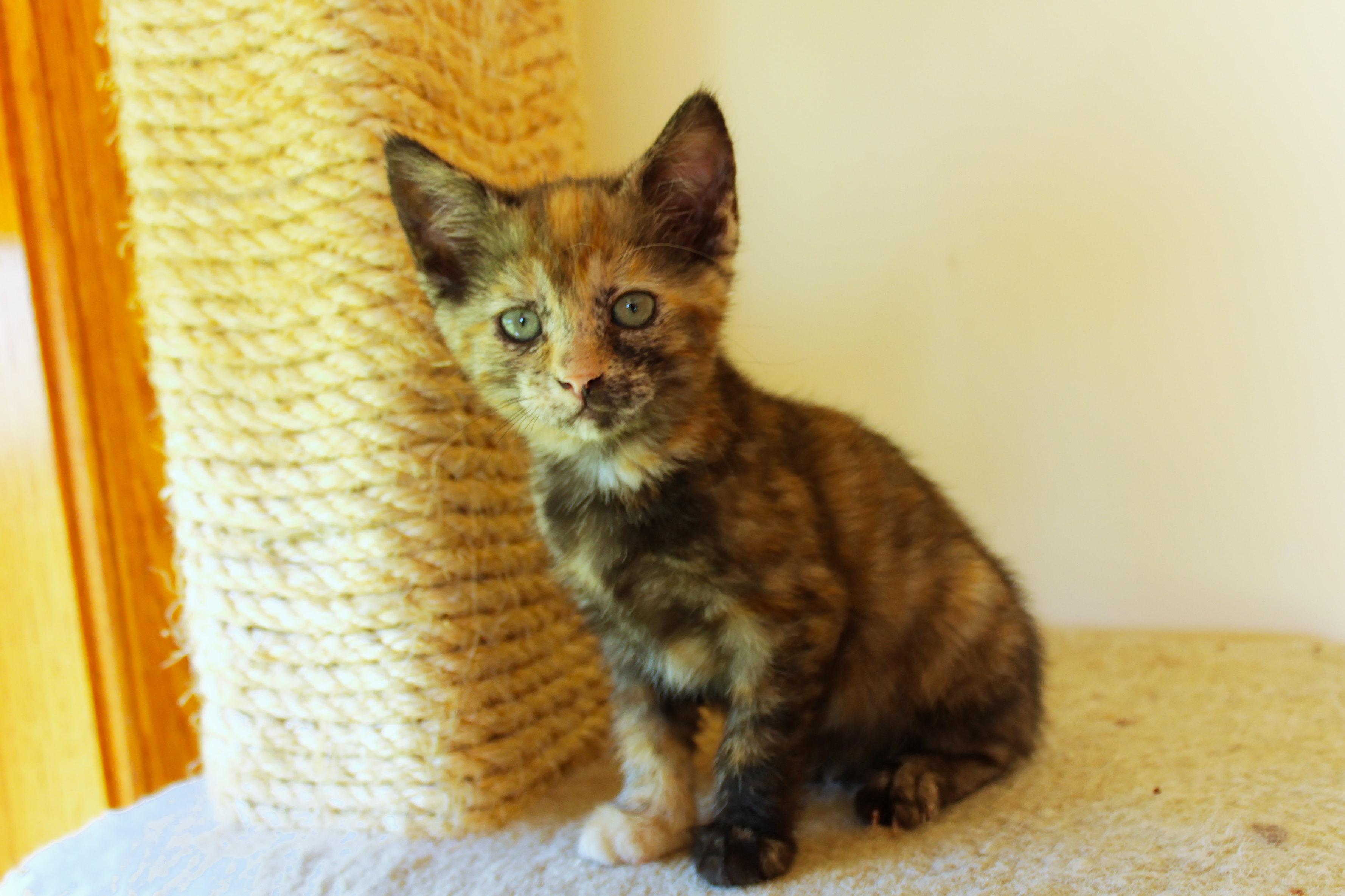 Enlarge Destiny, a Adopted Tortoiseshell in Urbana, OH image 6/6
