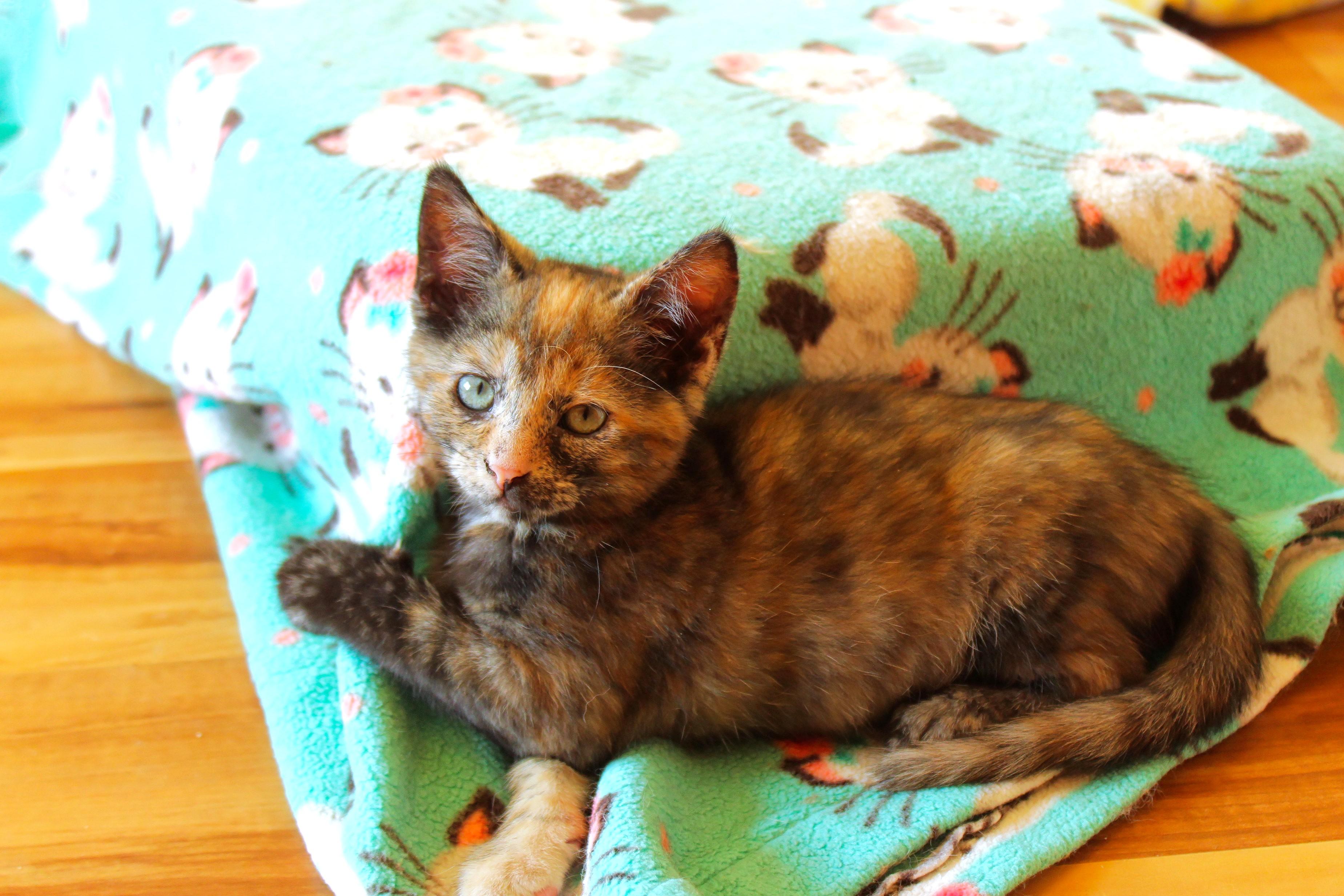 Enlarge Destiny, a Adopted Tortoiseshell in Urbana, OH image 3/6