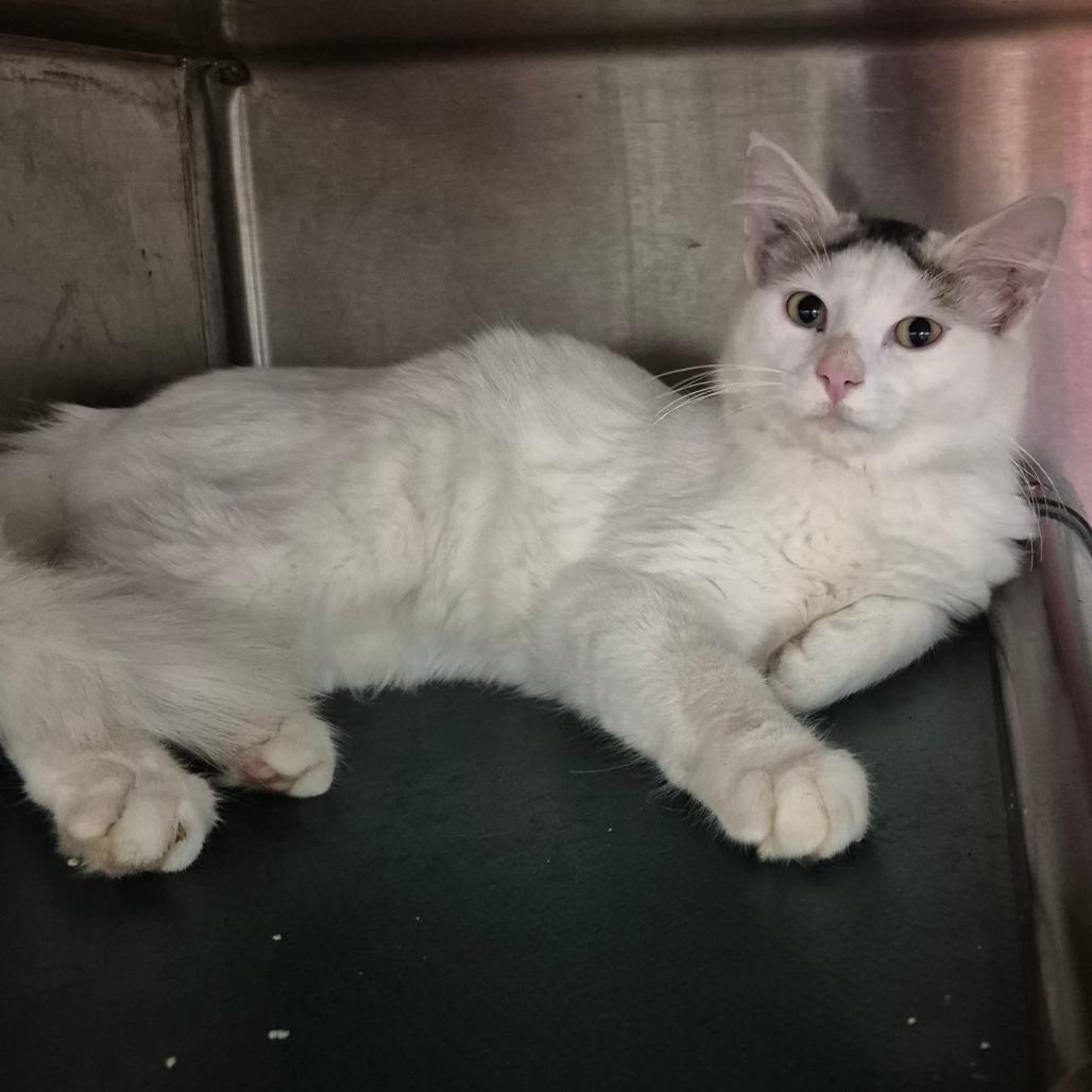 Current, Adoptable, Young Male Domestic Long Hair.