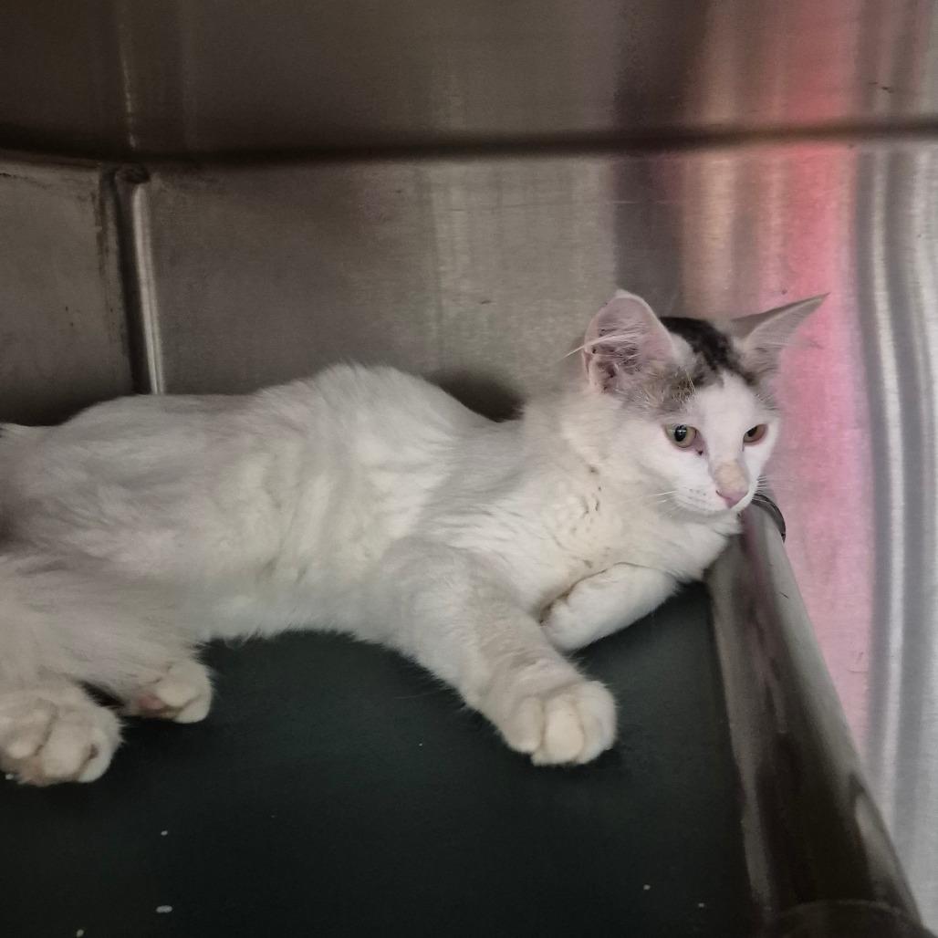 Enlarge Current, a Adoptable Domestic Long Hair in Kingman, KS image 2/2