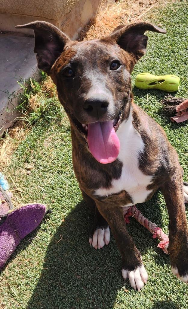 Enlarge Harper, a Adoptable Mixed Breed in Mesa, AZ image 1/1