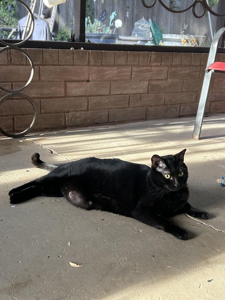 Arrietty  aka Penny, Adoptable, Adult Female Domestic Short Hair.