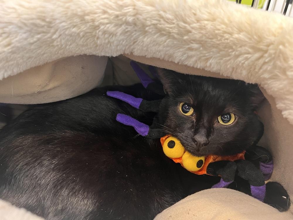 Enlarge Arrietty  aka Penny, a Adoptable Domestic Short Hair in Blanchard, OK image 3/6