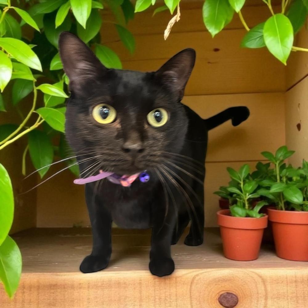 Enlarge Arrietty  aka Penny, a Adoptable Domestic Short Hair in Blanchard, OK image 4/6