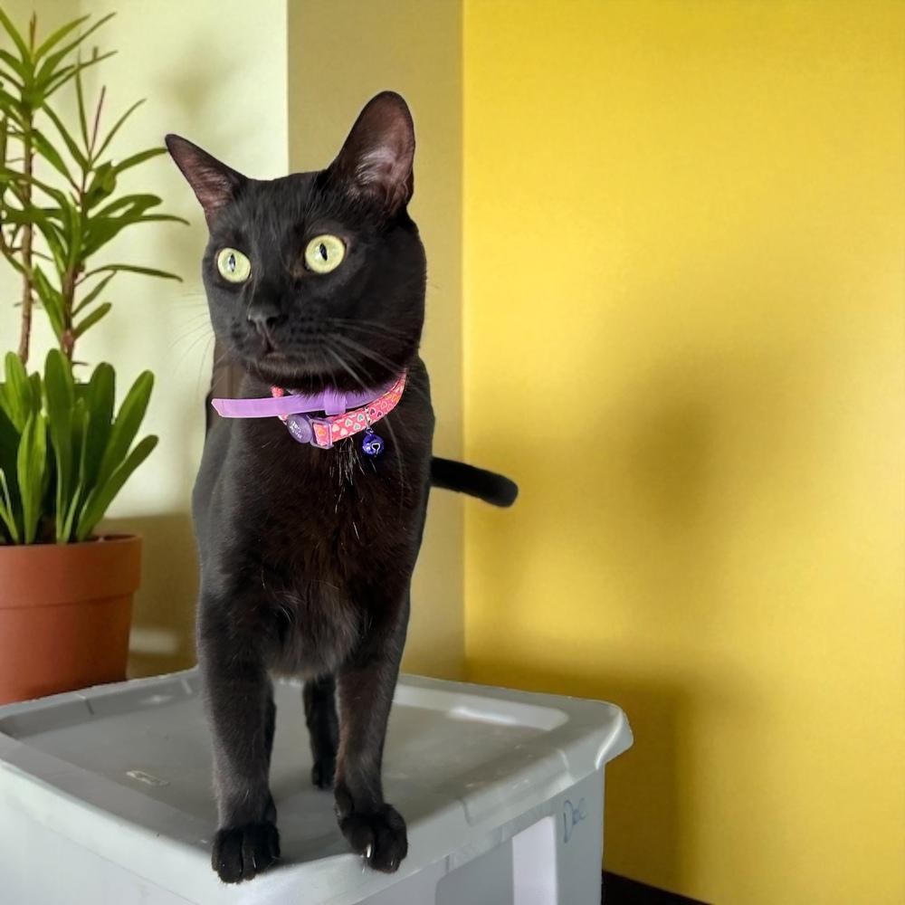 Enlarge Arrietty  aka Penny, a Adoptable Domestic Short Hair in Blanchard, OK image 5/6