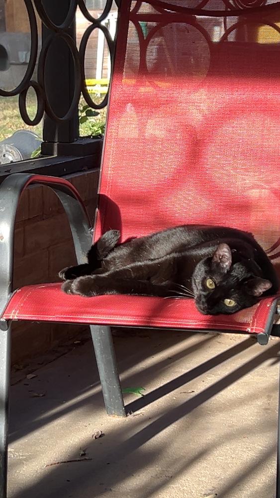 Enlarge Arrietty  aka Penny, a Adoptable Domestic Short Hair in Blanchard, OK image 6/6