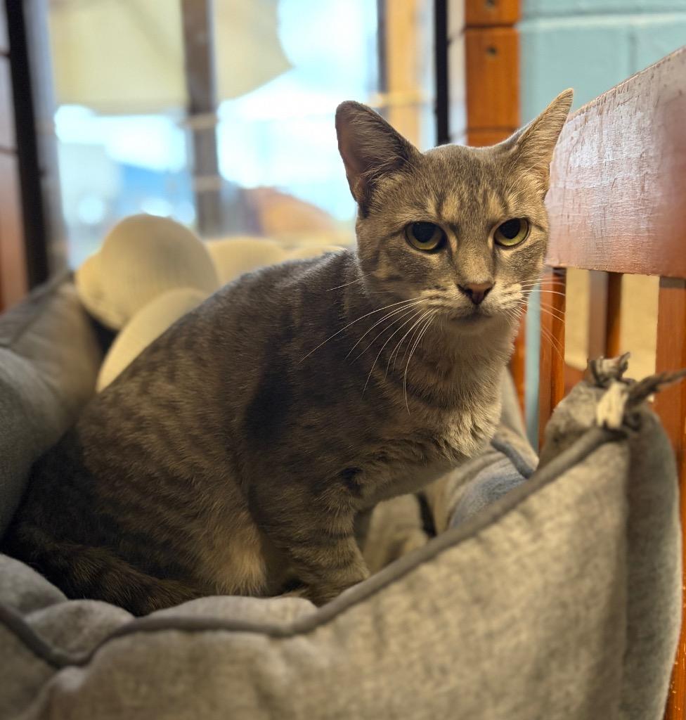 Enlarge TILLIE, a Adoptable mixed breed in Wintersville, OH image 1/6