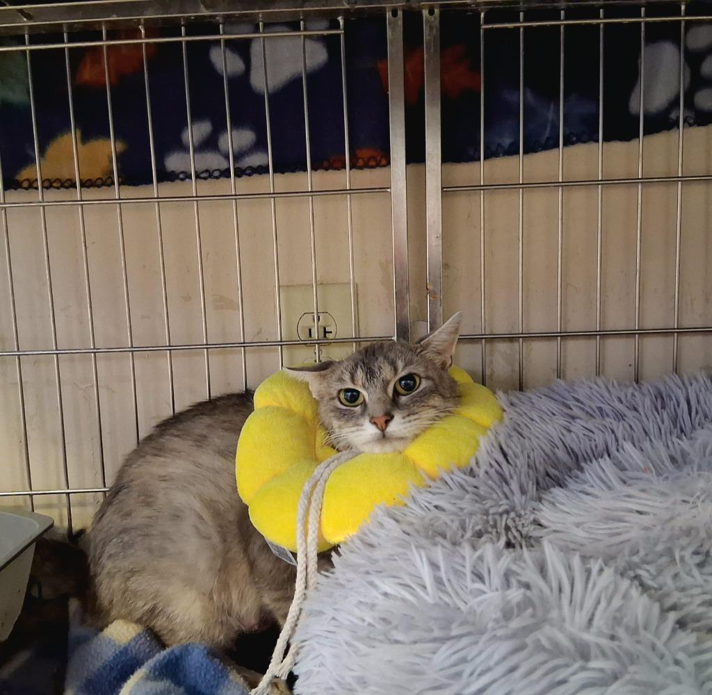 Enlarge TILLIE, a Adoptable mixed breed in Wintersville, OH image 5/6