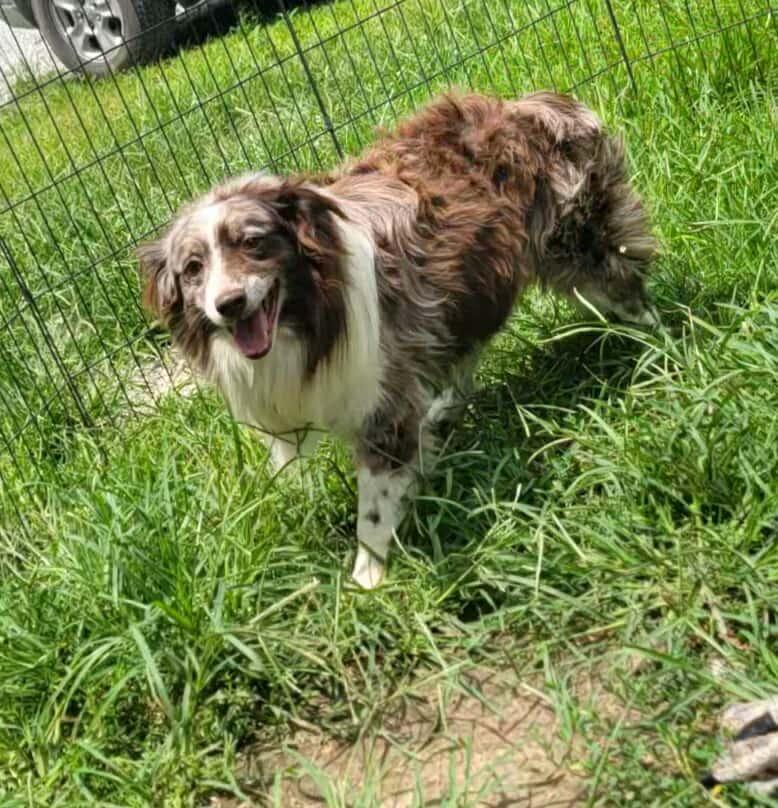 Remington