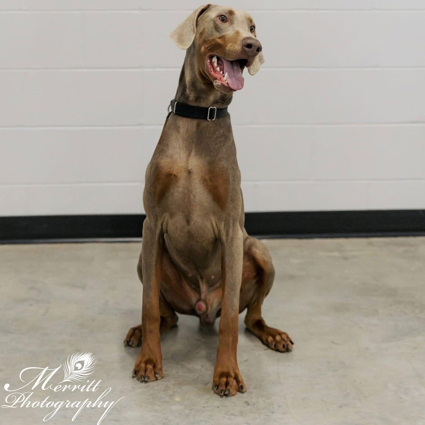 Enlarge Zeus, a Adoptable Doberman Pinscher in Buffalo, MN image 1/2