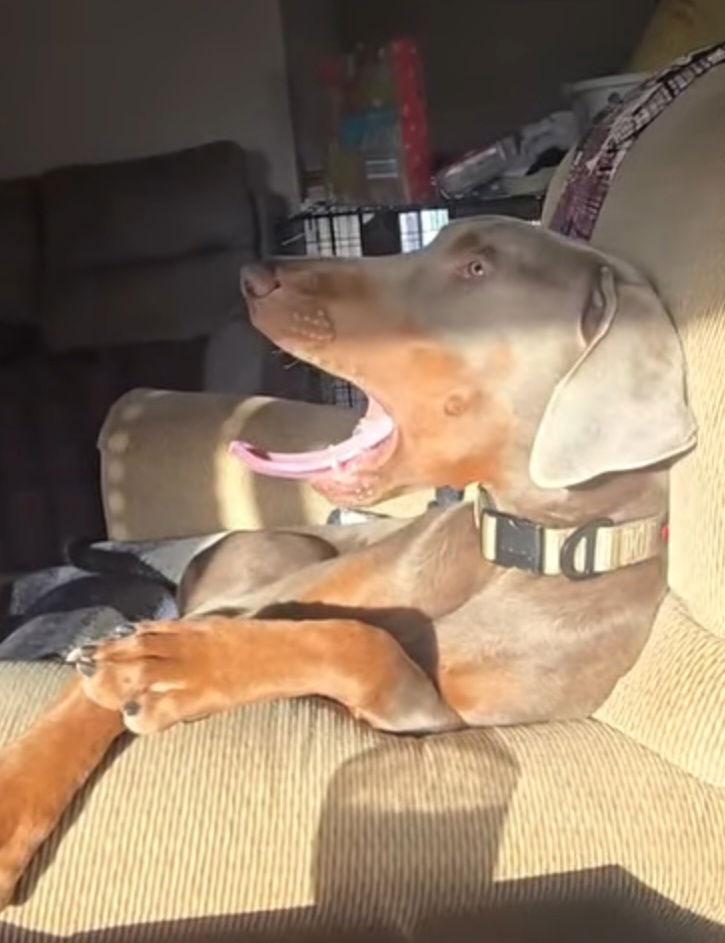 Zeus, Adoptable, Adult Male Doberman Pinscher.