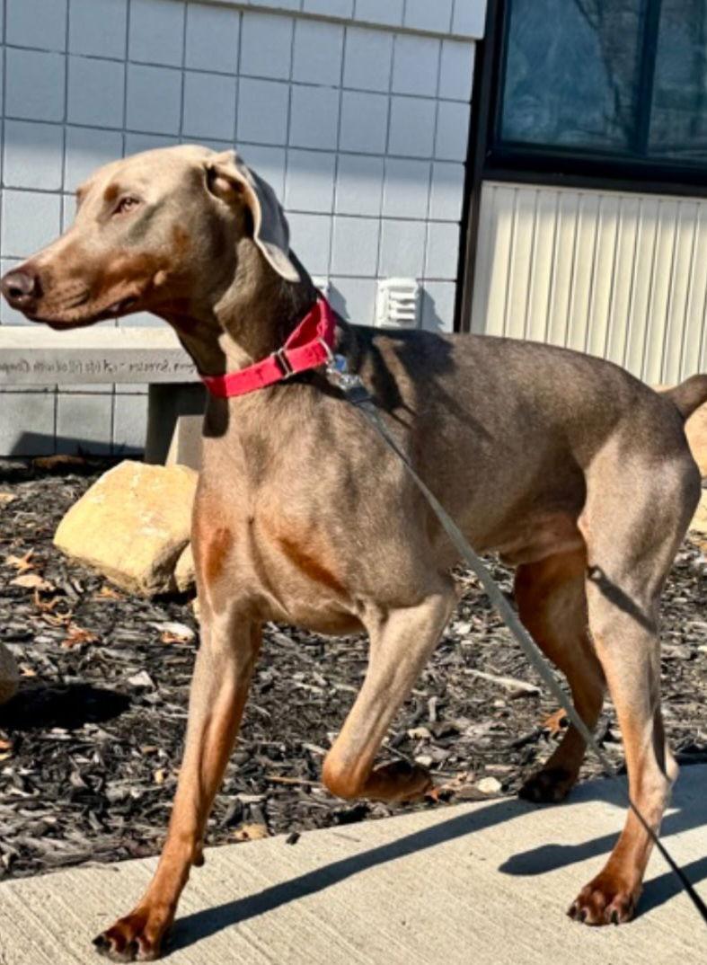 Enlarge Zeus, a Adoptable Doberman Pinscher in Buffalo, MN image 2/2