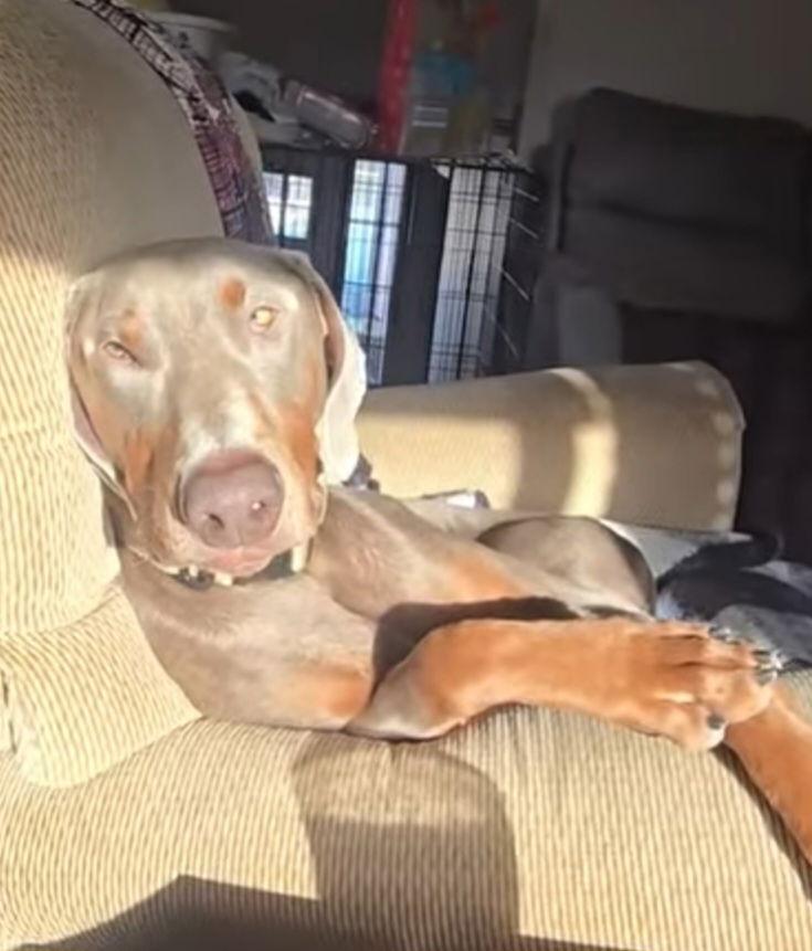 Enlarge Zeus, a Adoptable Doberman Pinscher in Buffalo, MN image 3/3