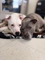 Blitz and Bella, ADOPTABLE, Senior Male Mixed Breed.