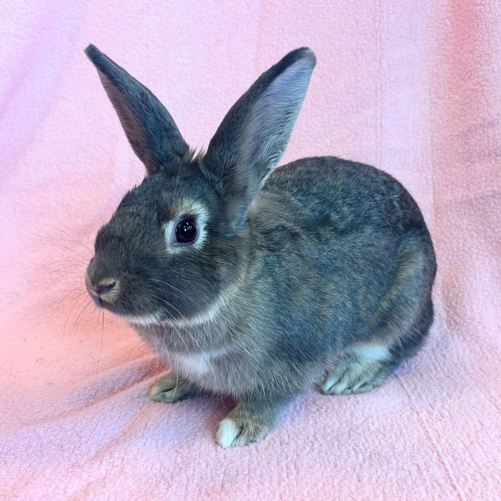 Enlarge Willa, a Adoptable Bunny Rabbit in Burlingame, CA image 1/2
