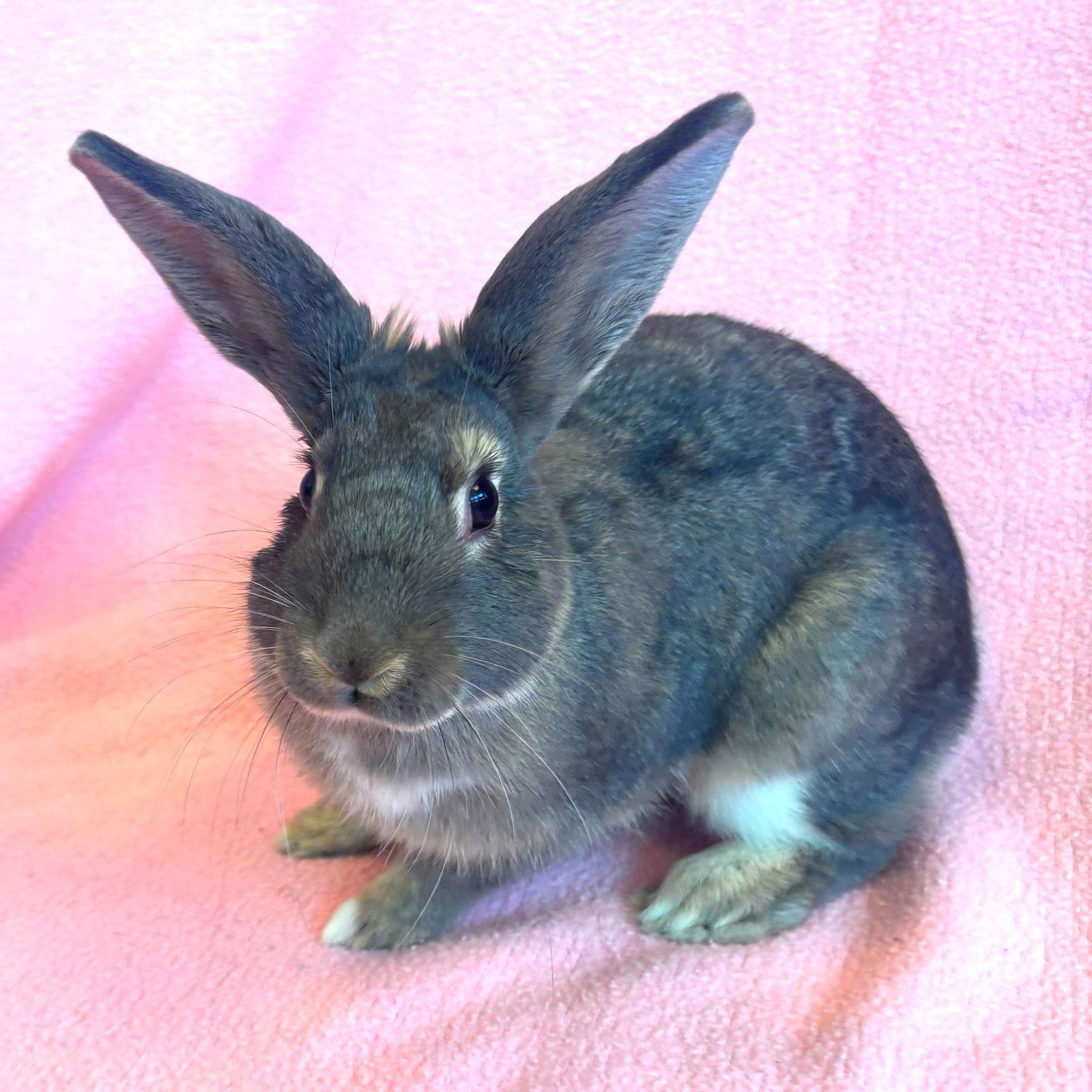 Enlarge Willa, a Adoptable Bunny Rabbit in Burlingame, CA image 2/2