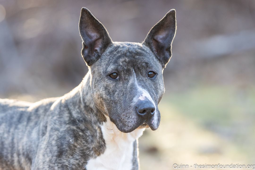 Enlarge Quinn, a Adoptable mixed breed in Bloomfield, CT image 1/4