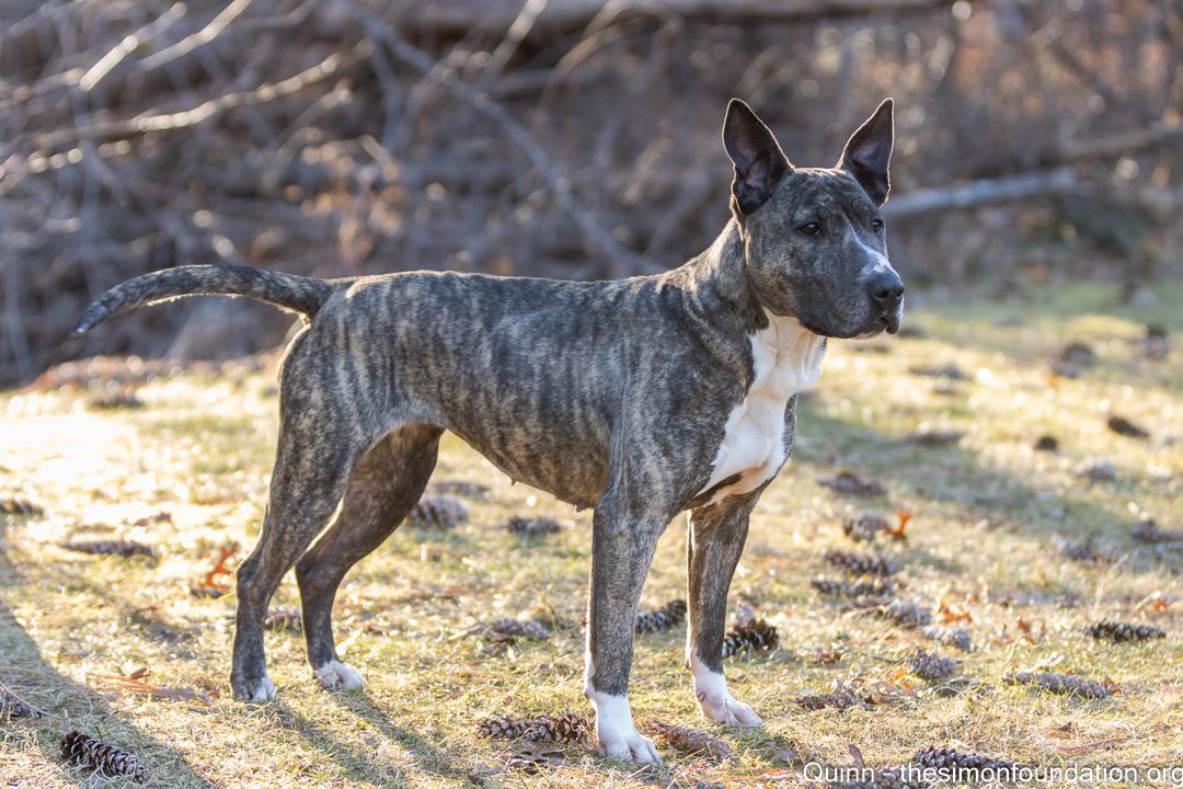 Enlarge Quinn, a Adoptable mixed breed in Bloomfield, CT image 2/4