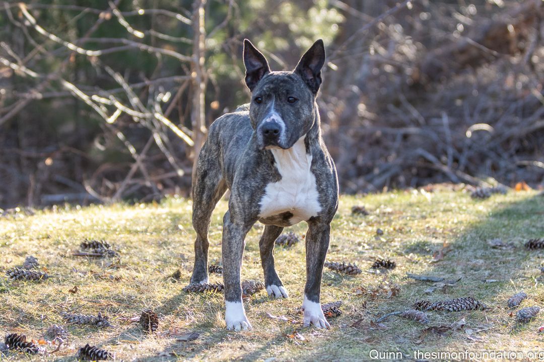 Enlarge Quinn, a Adoptable mixed breed in Bloomfield, CT image 3/4