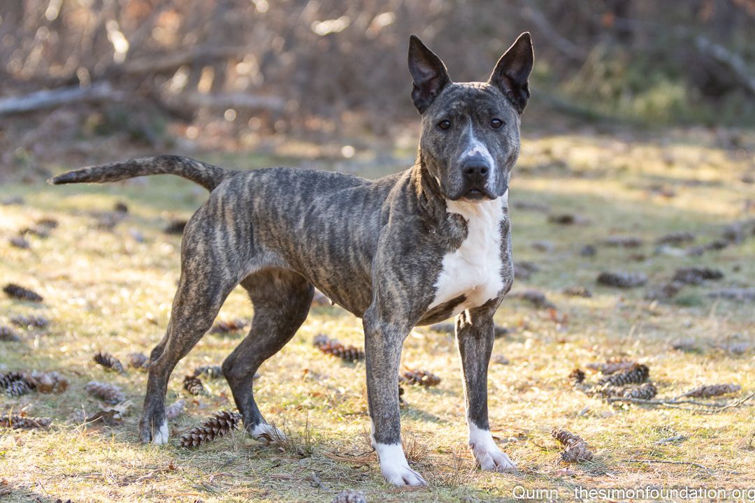 Enlarge Quinn, a Adoptable mixed breed in Bloomfield, CT image 4/4