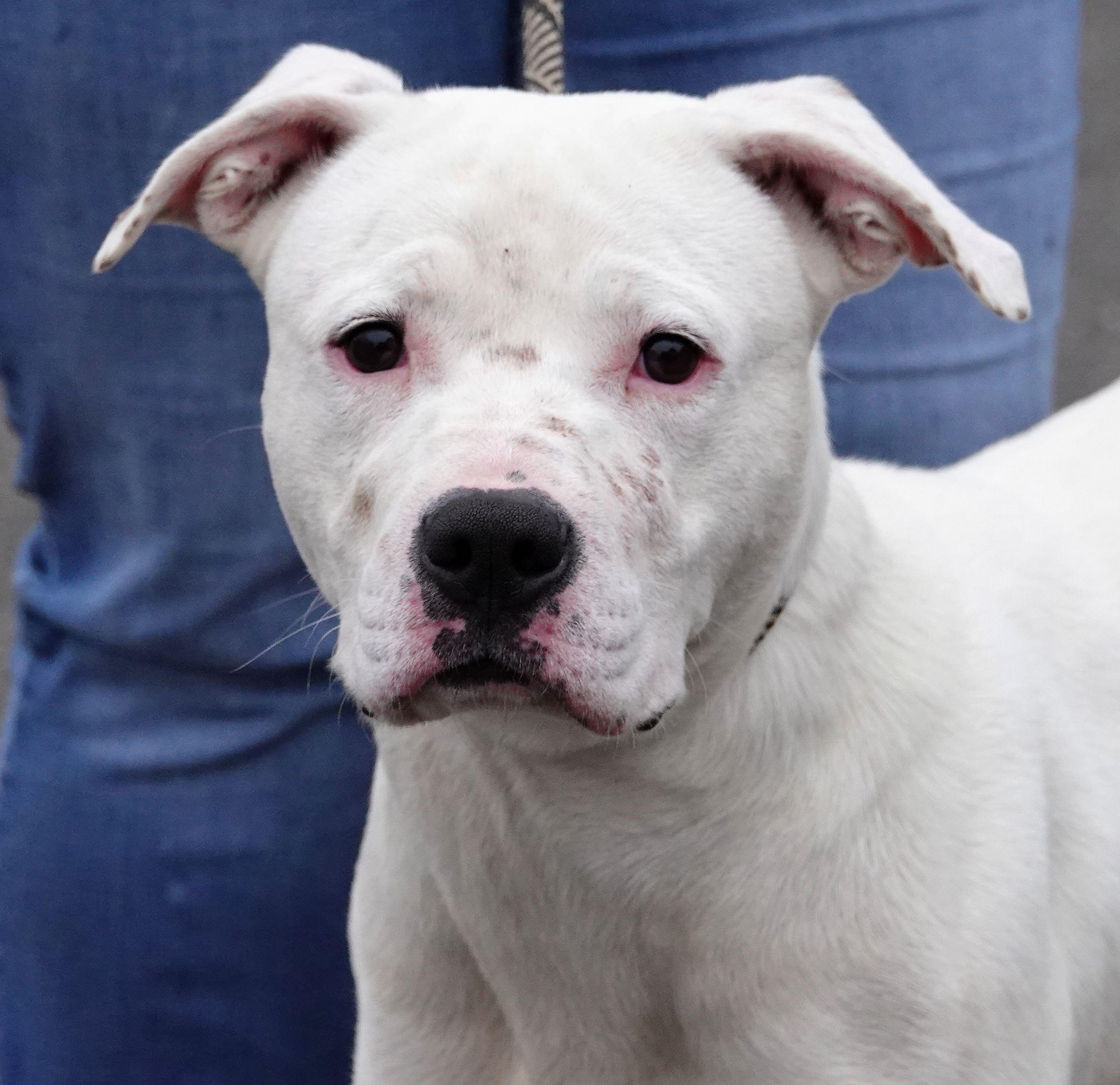 Milo, Adoptable, Adult Male Terrier.