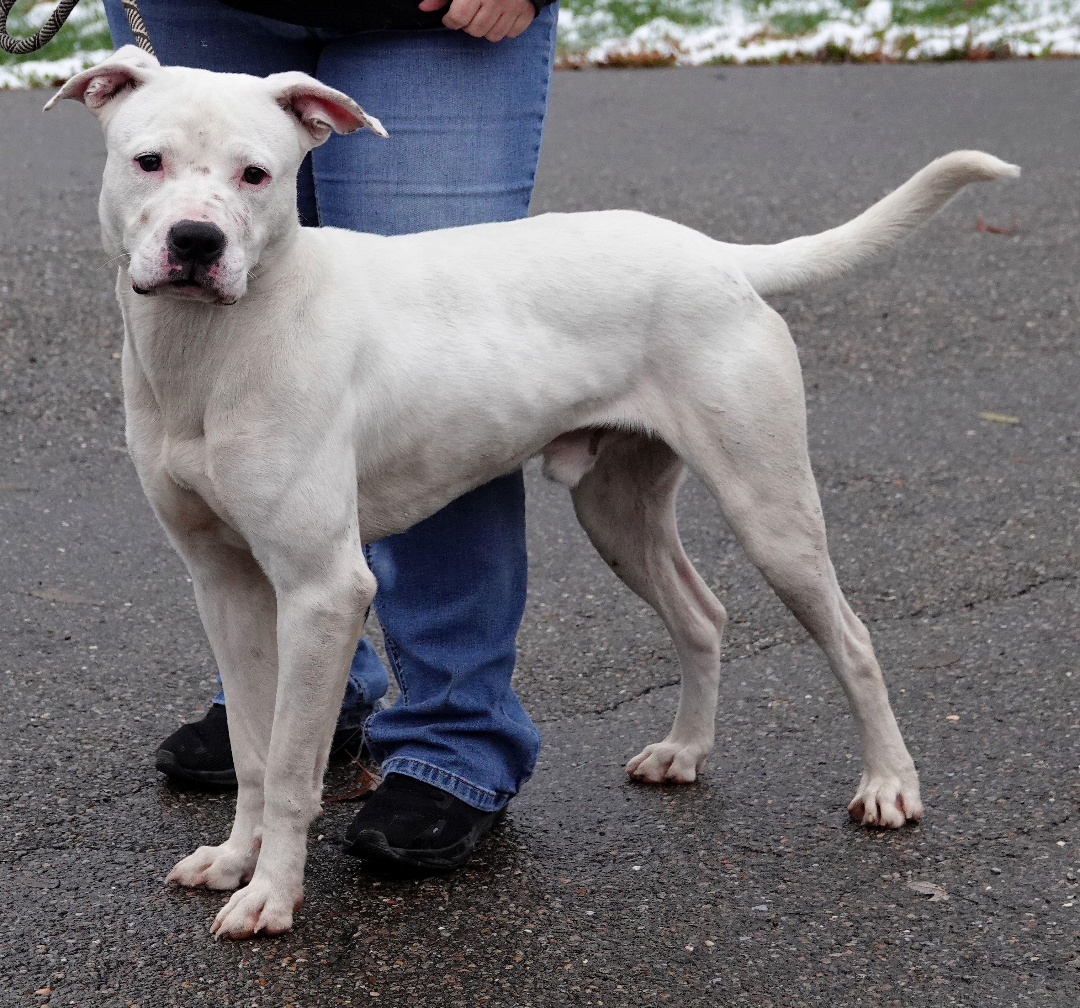 Enlarge Milo, a Adoptable mixed breed in Millfield, OH image 2/3
