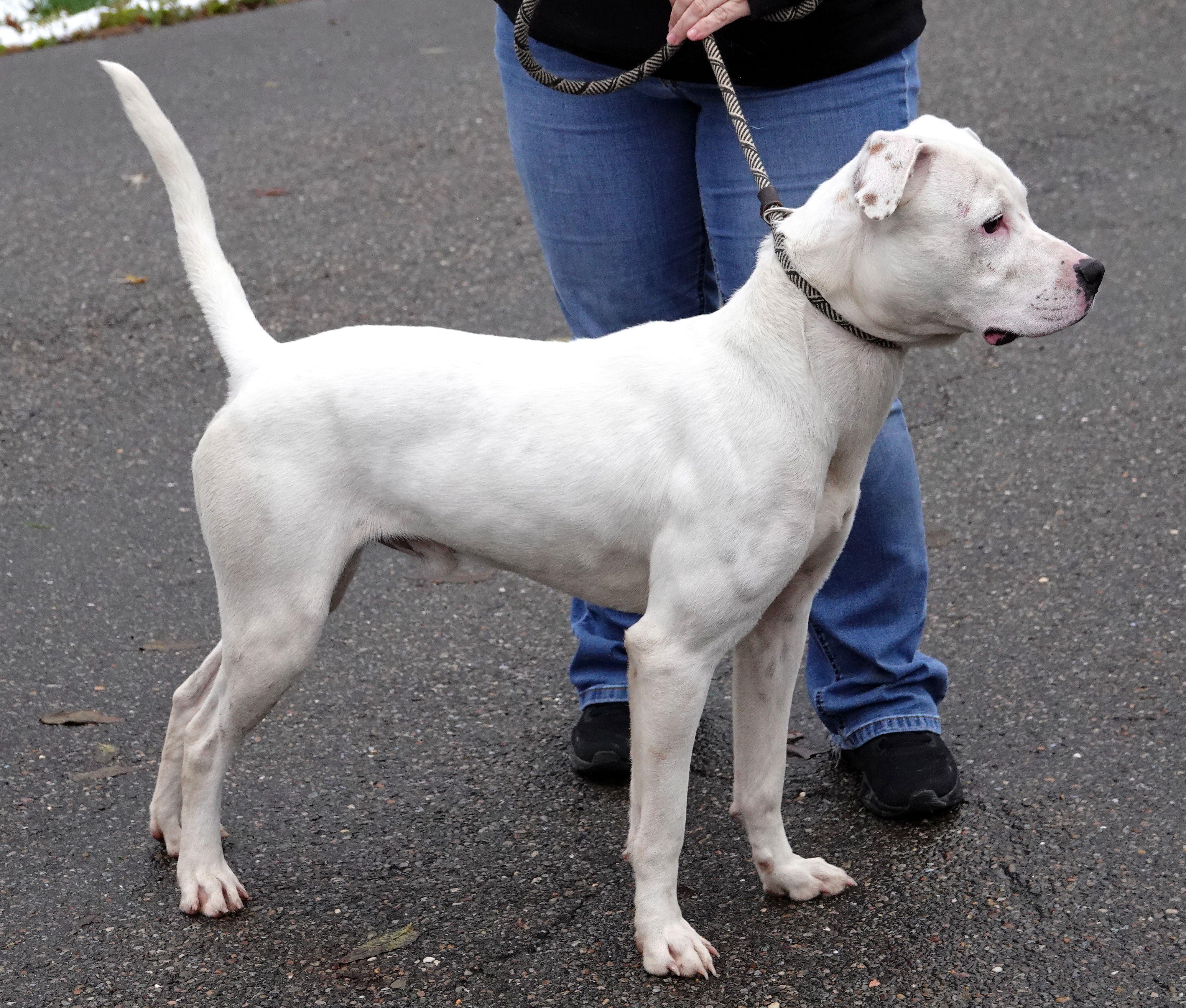 Enlarge Milo, a Adoptable mixed breed in Millfield, OH image 3/3
