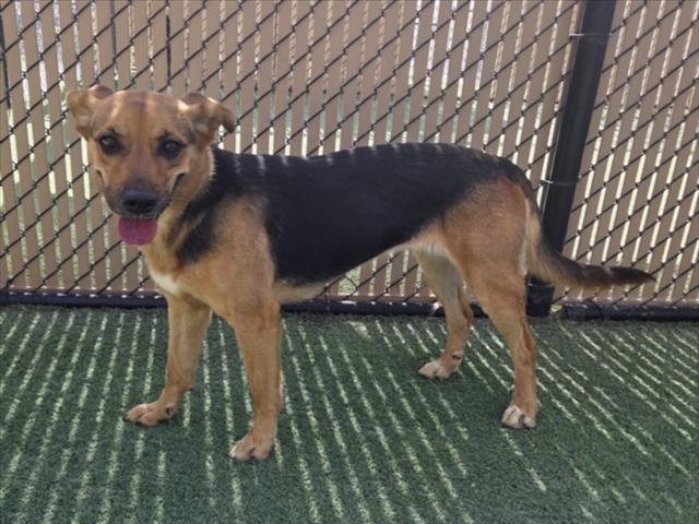 Enlarge CALI, a Adoptable mixed breed in Norco, CA image 1/1