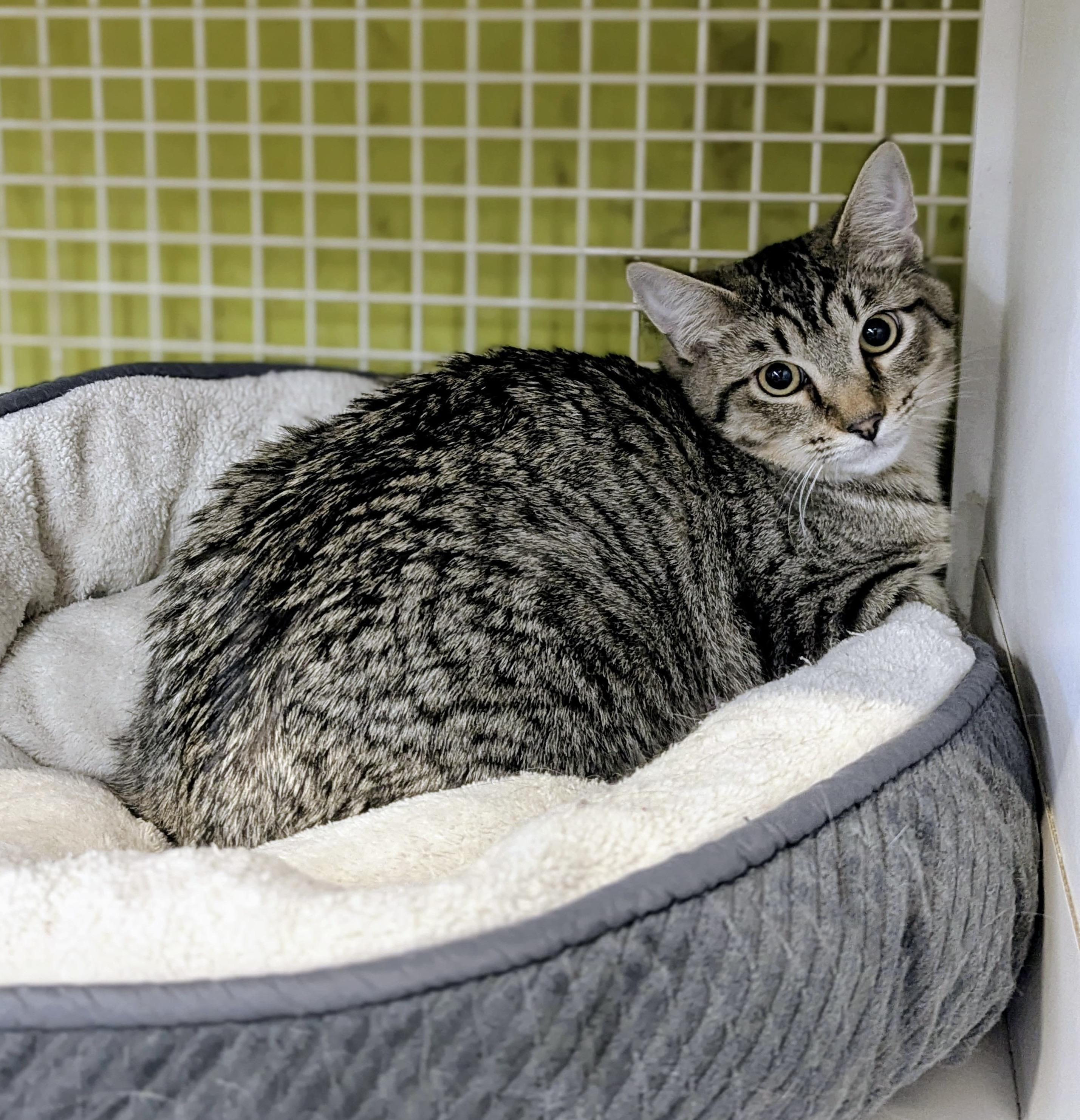 Sammy Tabby, ADOPTABLE, Young Male Tabby.
