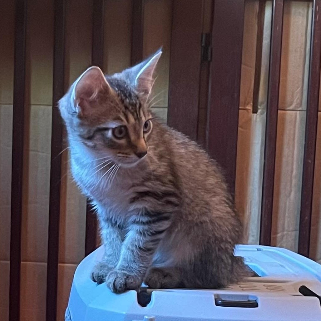 Sammy Tabby, ADOPTABLE, Young Male Tabby.