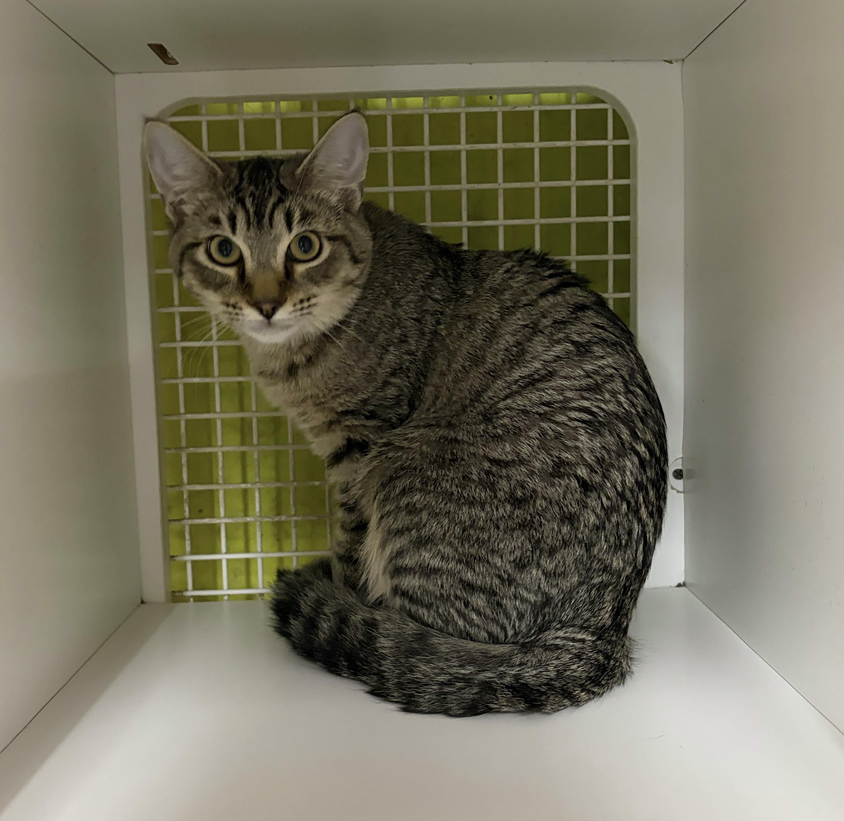 Enlarge Sammy Tabby, a ADOPTABLE Tabby in Fountain Valley, CA image 2/3