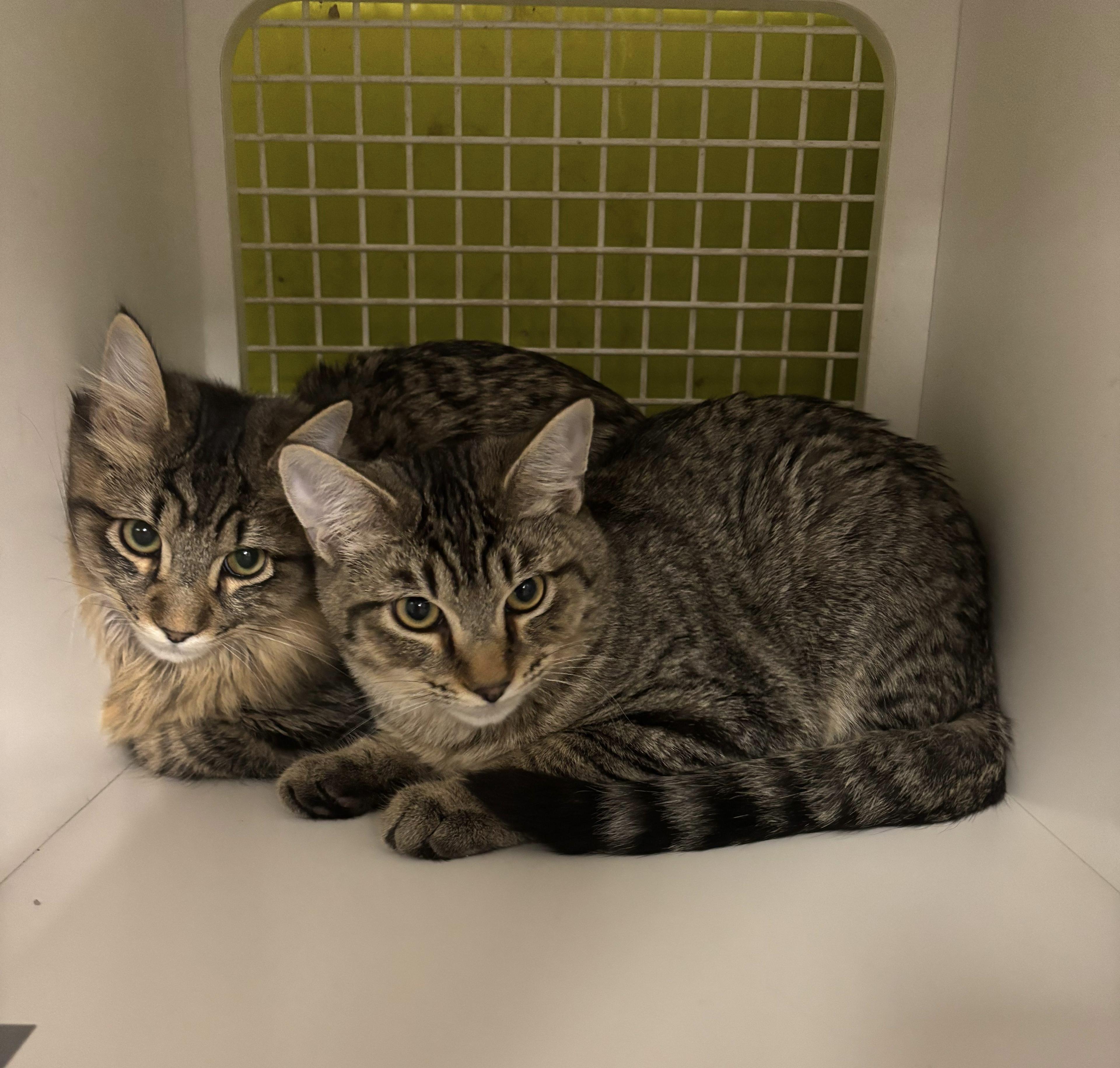 Enlarge Sammy Tabby, a ADOPTABLE Tabby in Fountain Valley, CA image 3/3