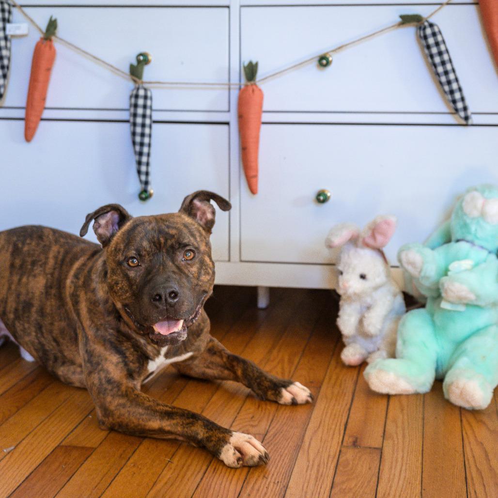 Enlarge Twix (aka Roscoe), a Adoptable mixed breed in Washington, DC image 1/6