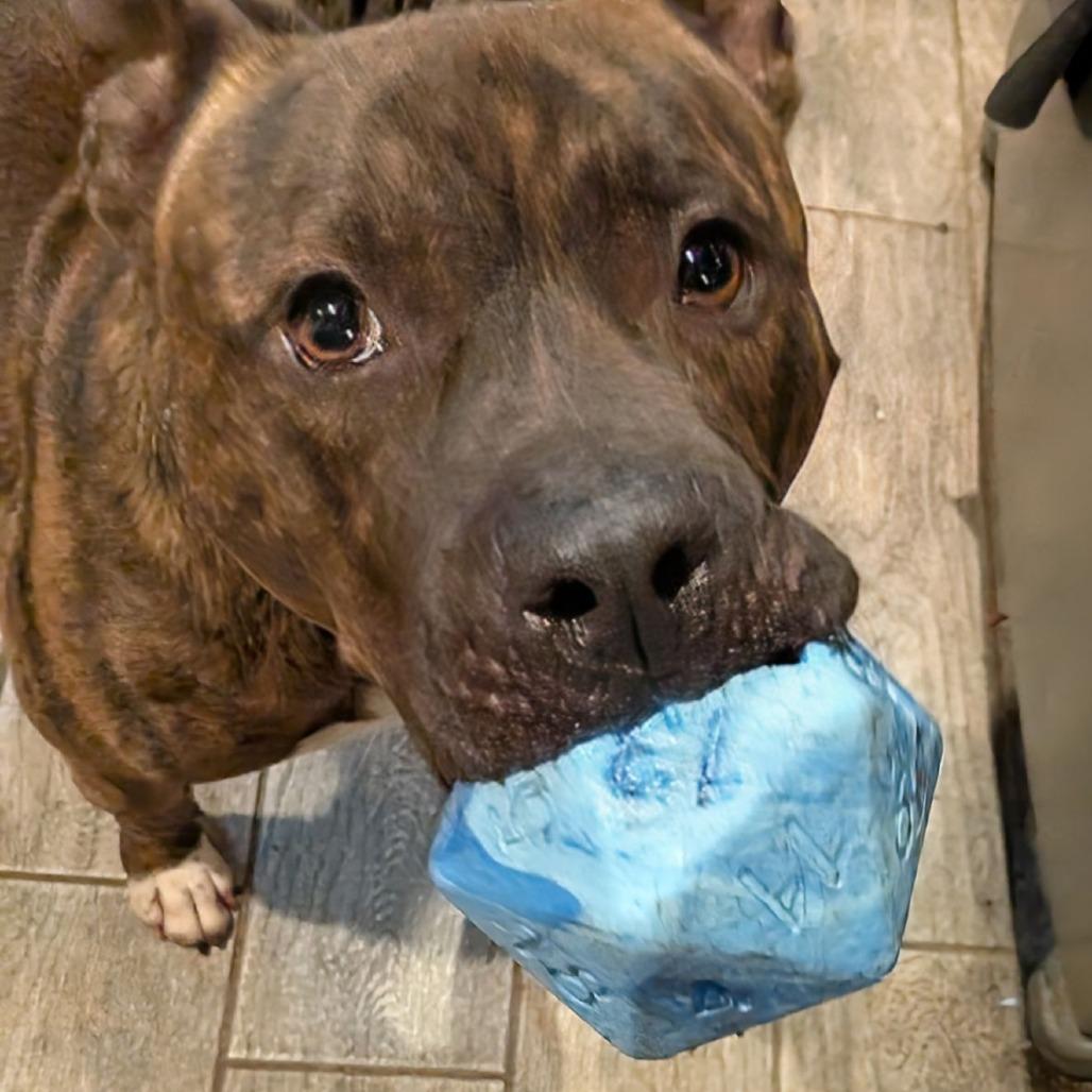 Enlarge Twix (aka Roscoe), a Adoptable mixed breed in Washington, DC image 1/6