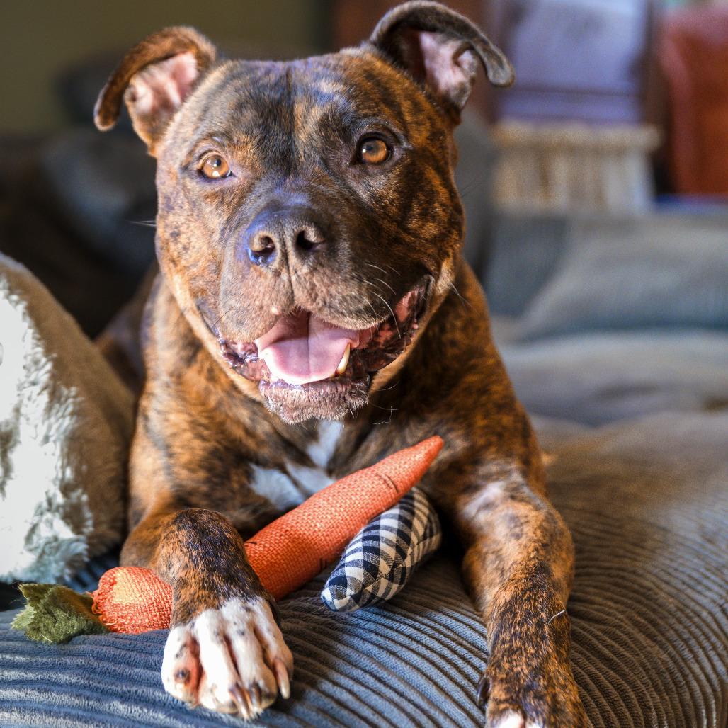 Enlarge Twix (aka Roscoe), a Adoptable mixed breed in Washington, DC image 2/6