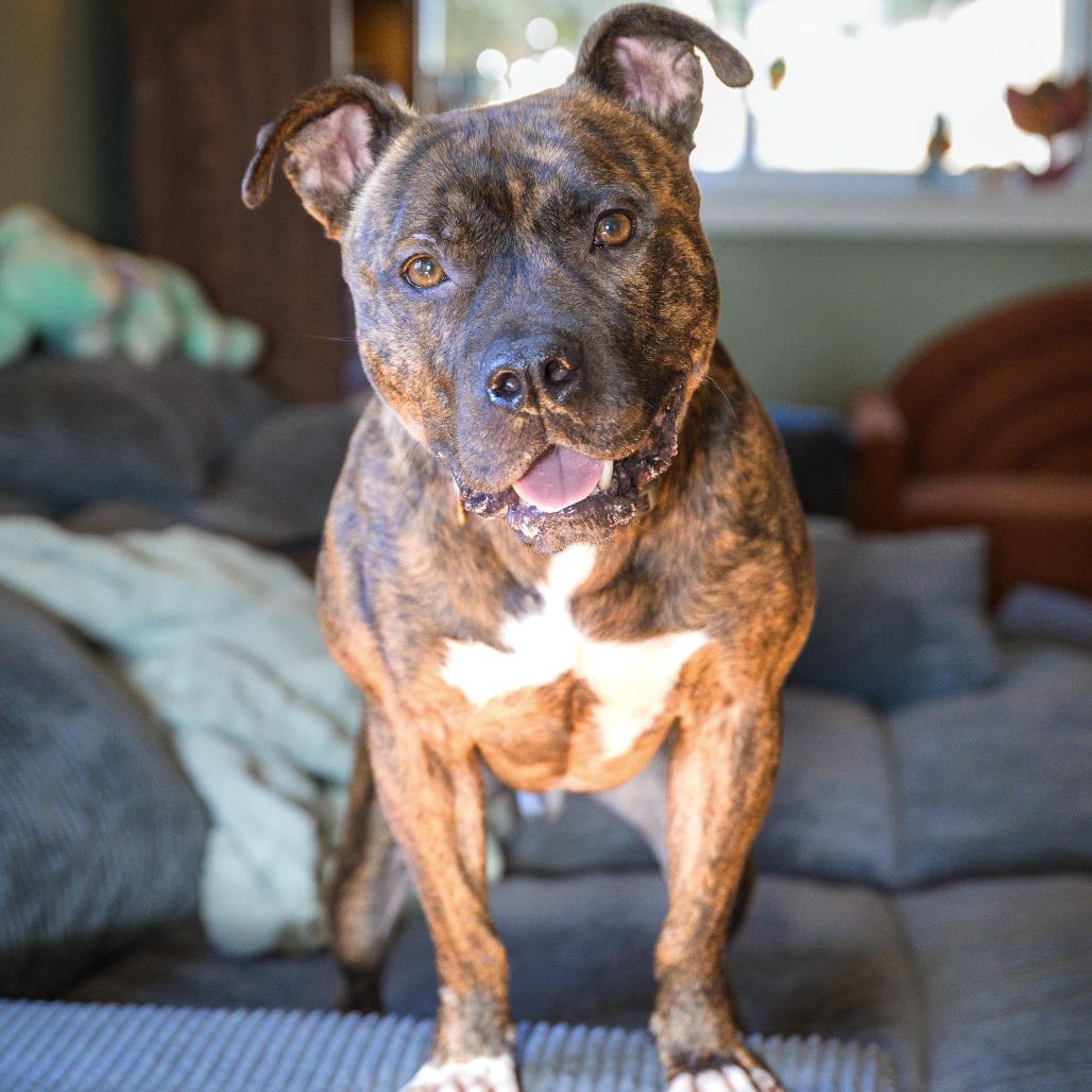 Enlarge Twix (aka Roscoe), a Adoptable mixed breed in Washington, DC image 3/6