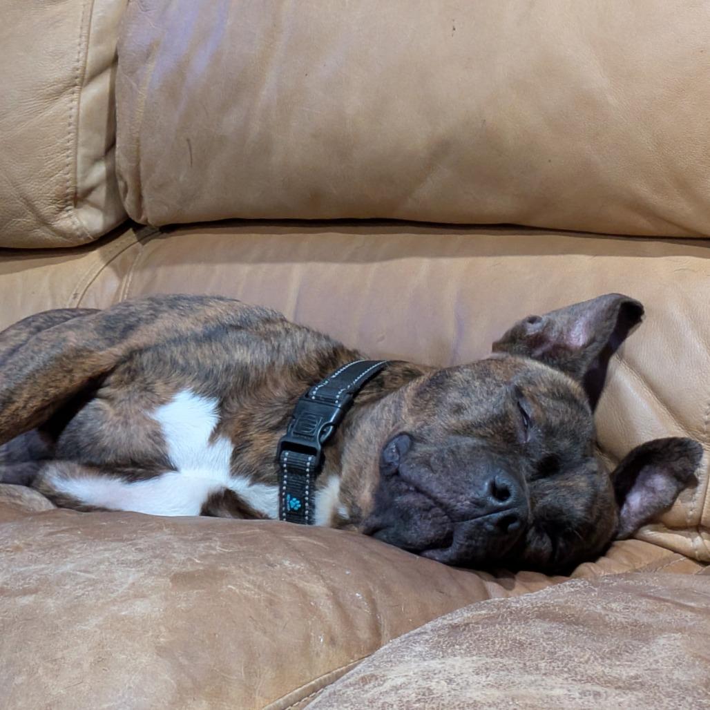 Enlarge Twix (aka Roscoe), a Adoptable mixed breed in Washington, DC image 2/6