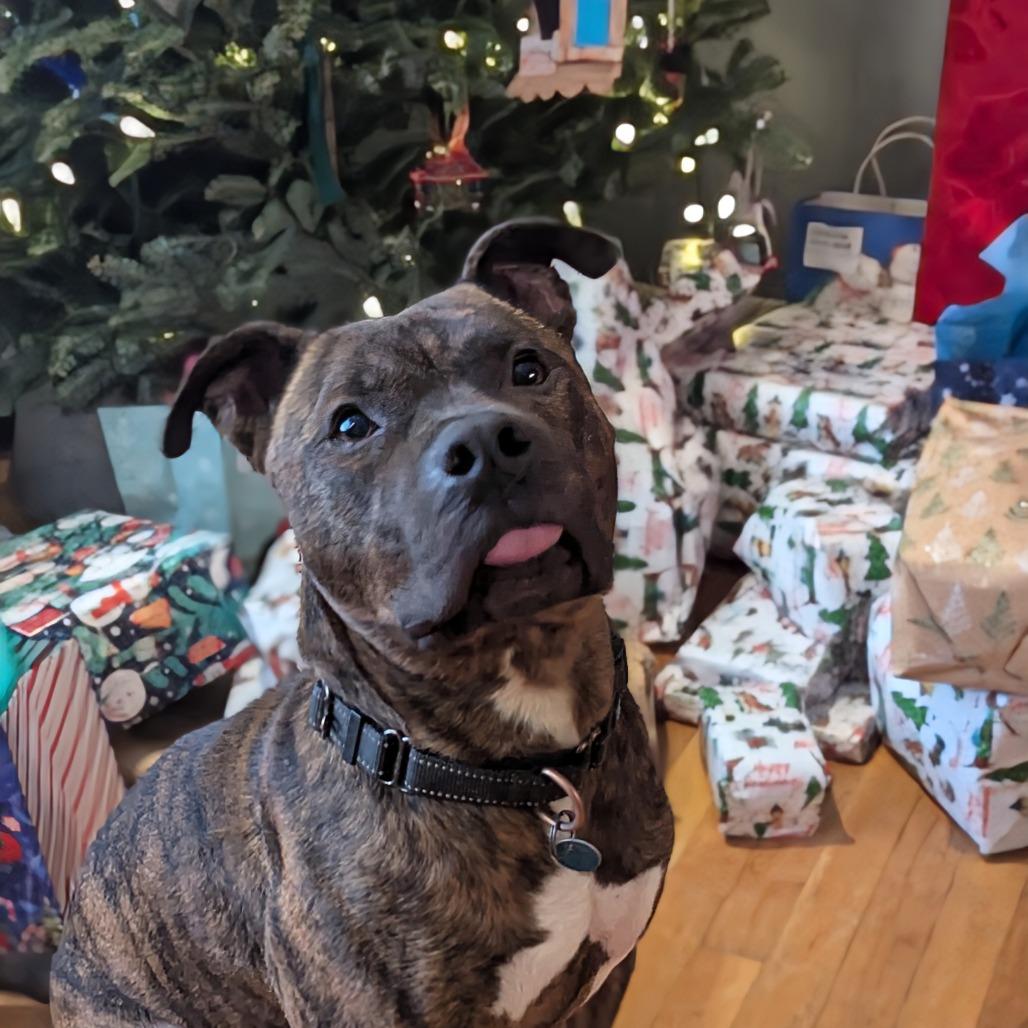 Enlarge Twix (aka Roscoe), a Adoptable mixed breed in Washington, DC image 5/6