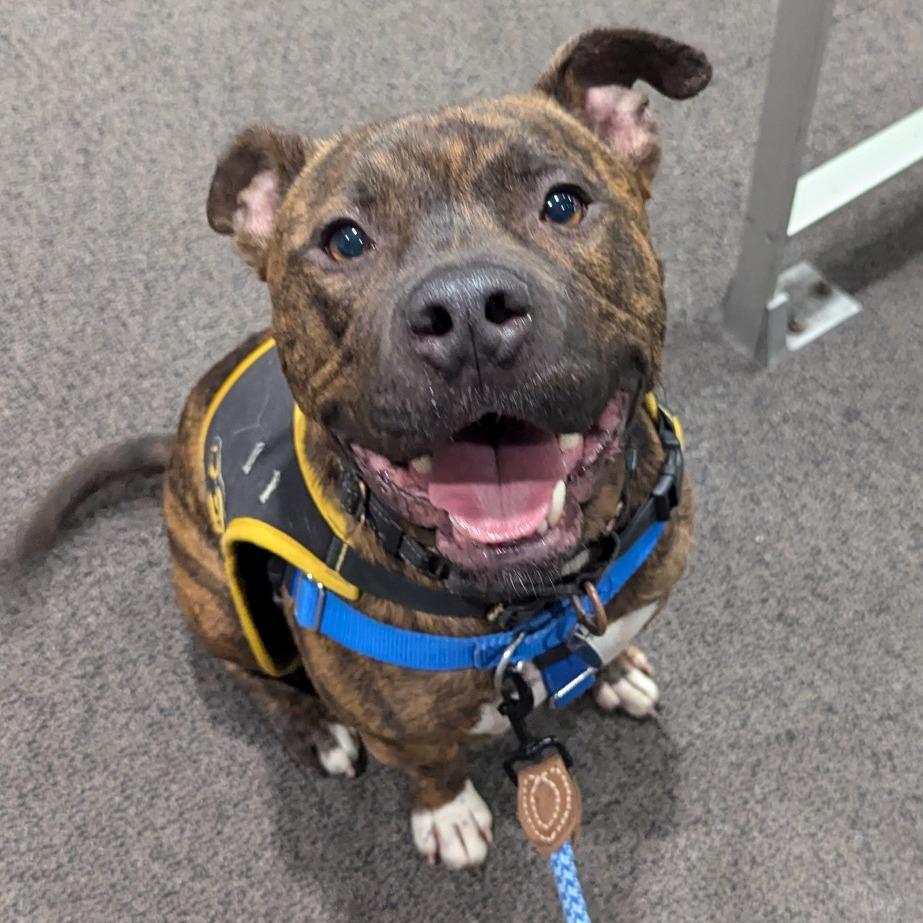 Enlarge Twix (aka Roscoe), a Adoptable mixed breed in Washington, DC image 5/6