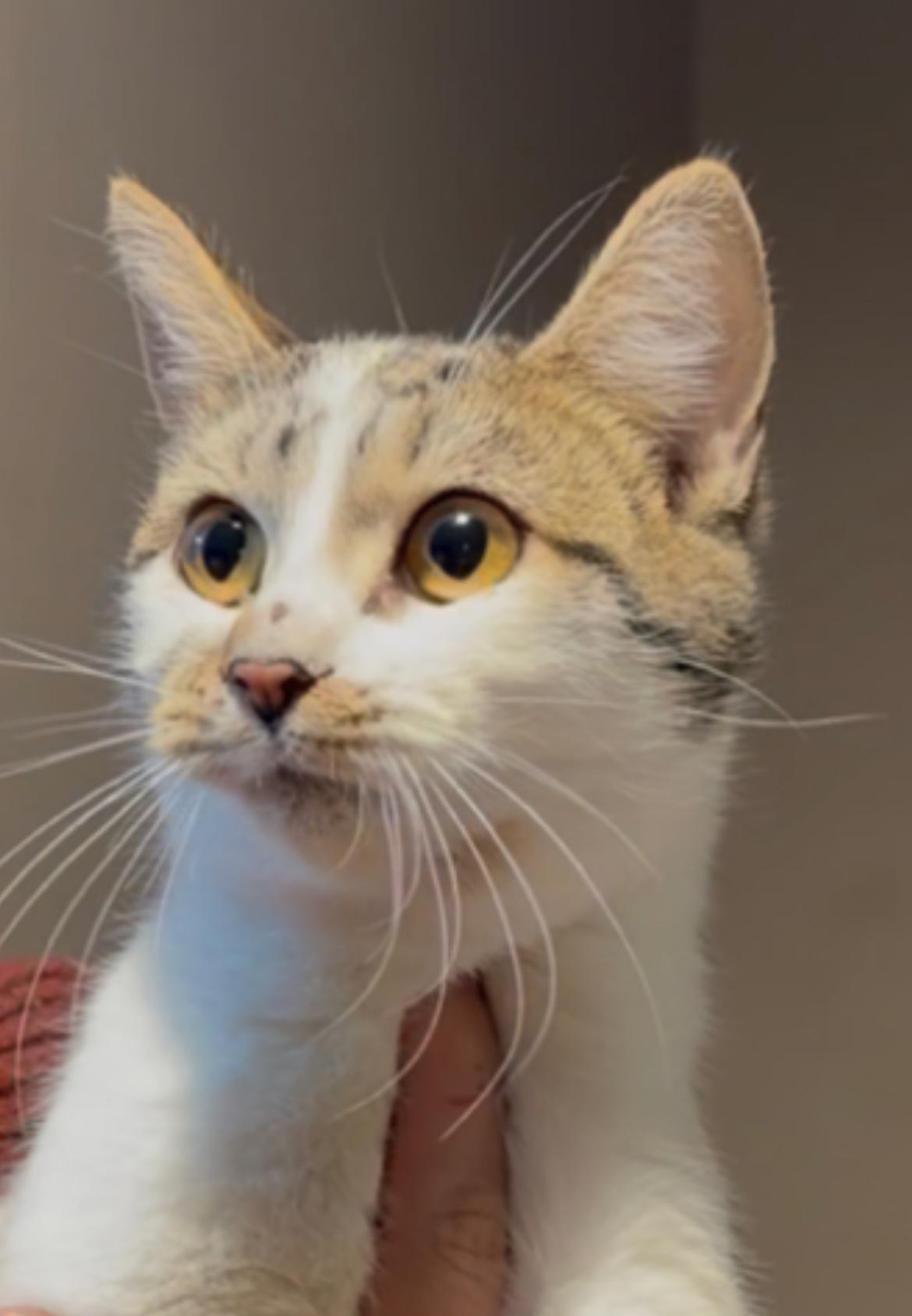 Enlarge Harley, a ADOPTABLE Domestic Short Hair in Allentown, NJ image 3/4