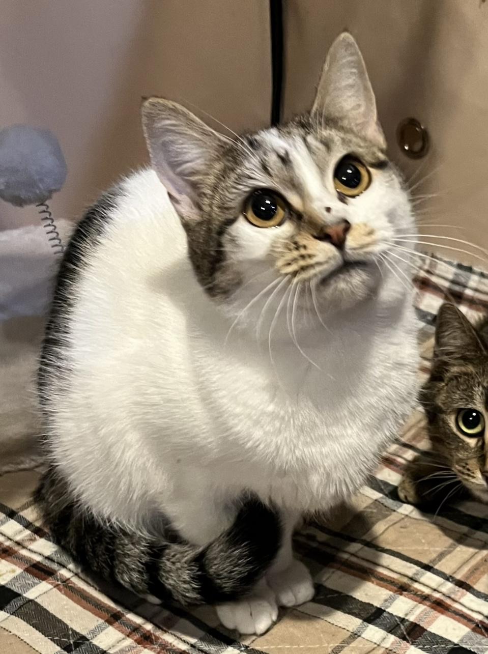 Harley, ADOPTABLE, Young Female Domestic Short Hair.