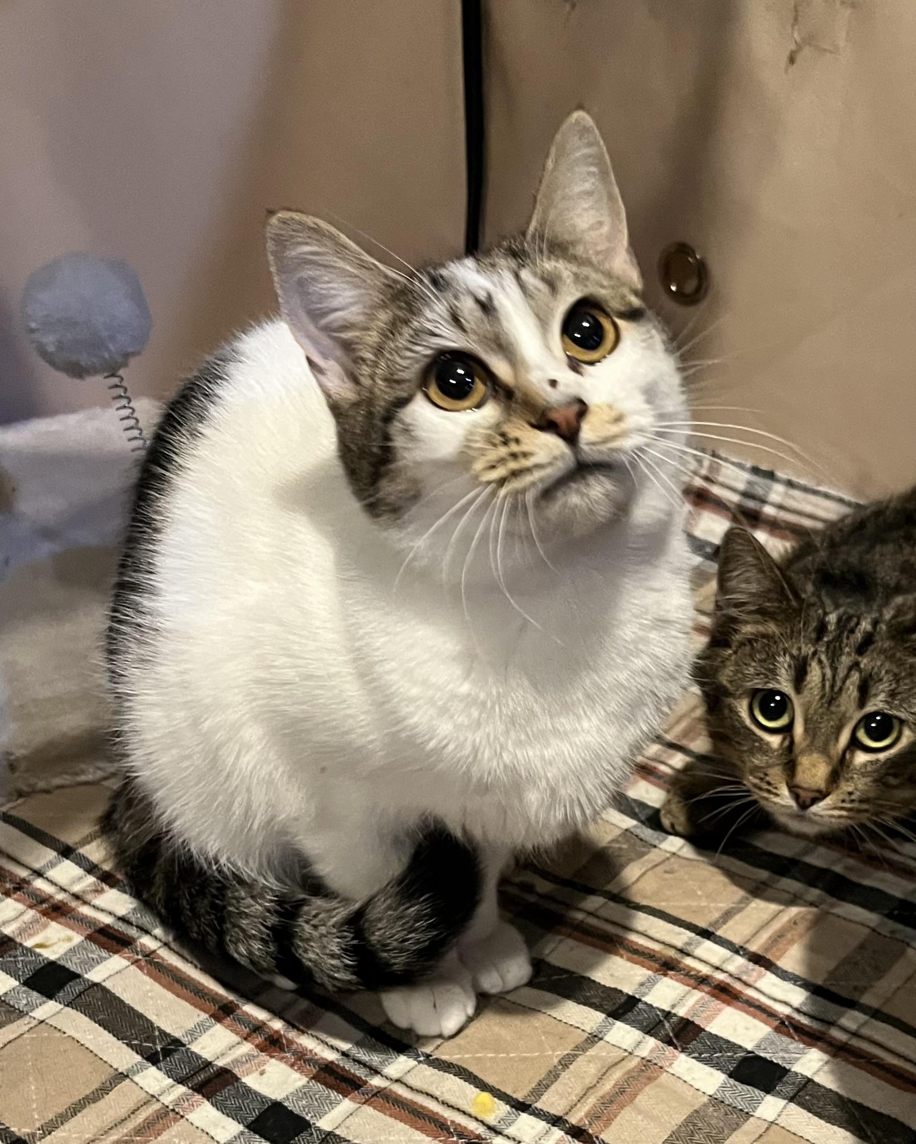 Enlarge Harley, a ADOPTABLE Domestic Short Hair in Allentown, NJ image 4/4