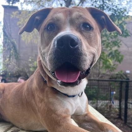 Daniel, Adult Male Mixed Breed
