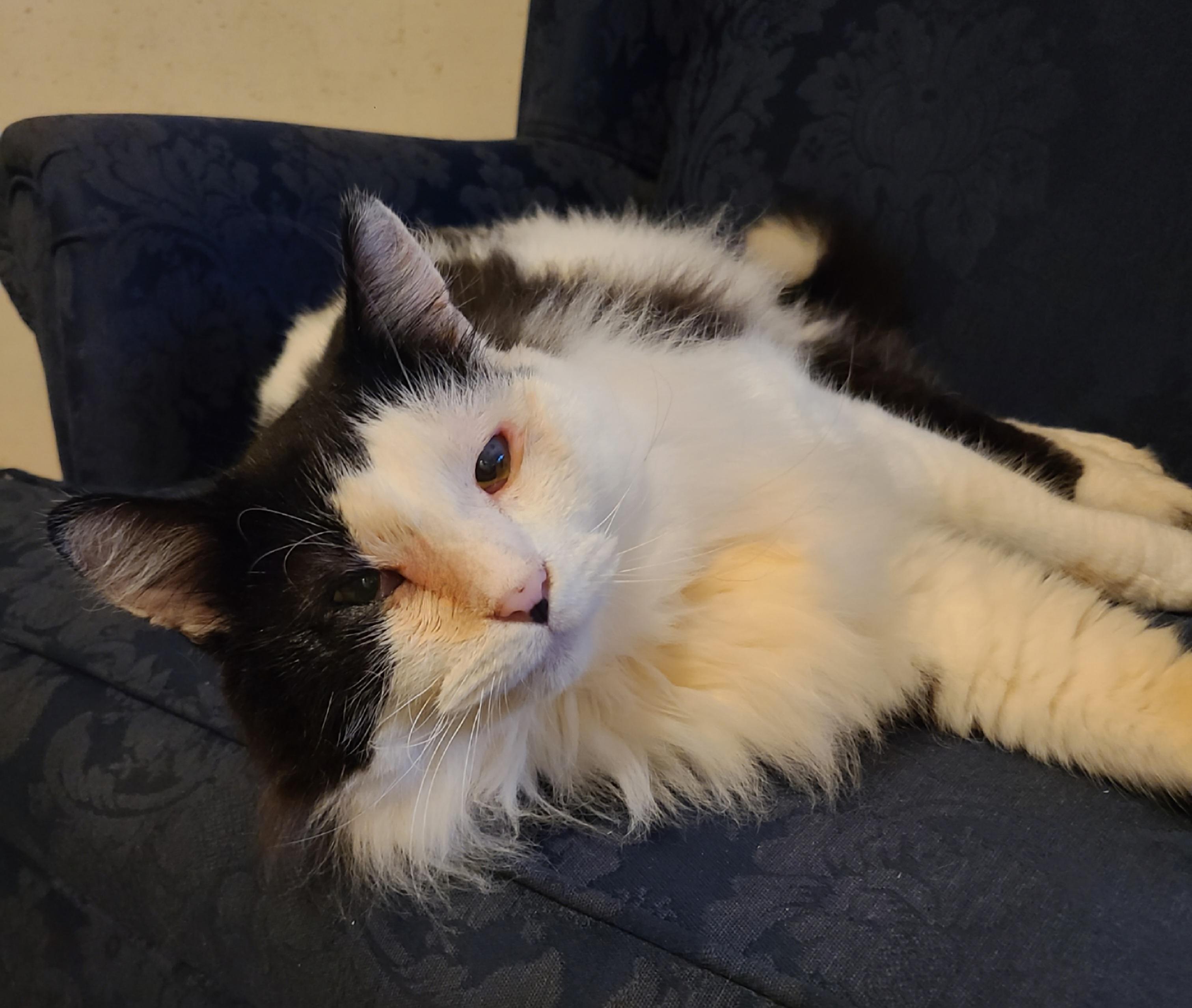 Cletus, Adult Male Domestic Long Hair