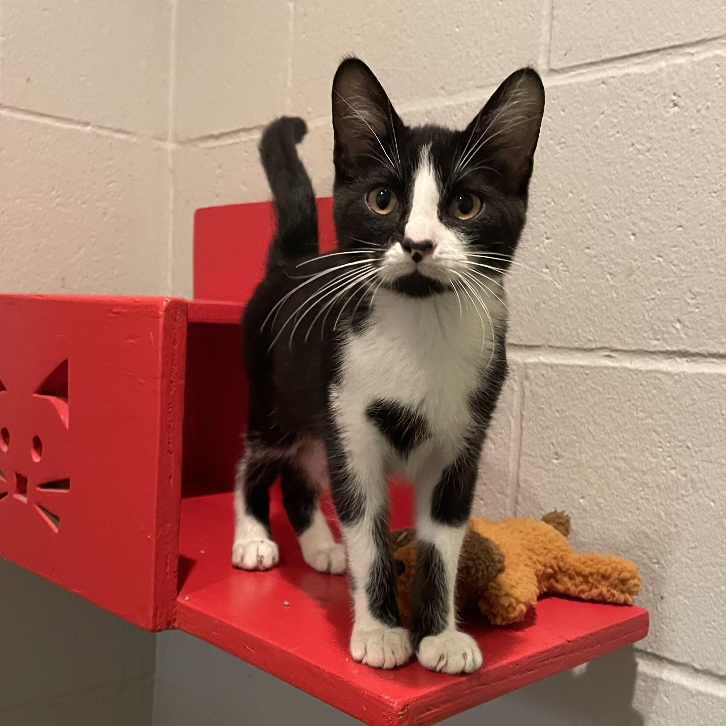 Enlarge Ceasar, a Adopted Domestic Short Hair in Columbus, IN image 1/1