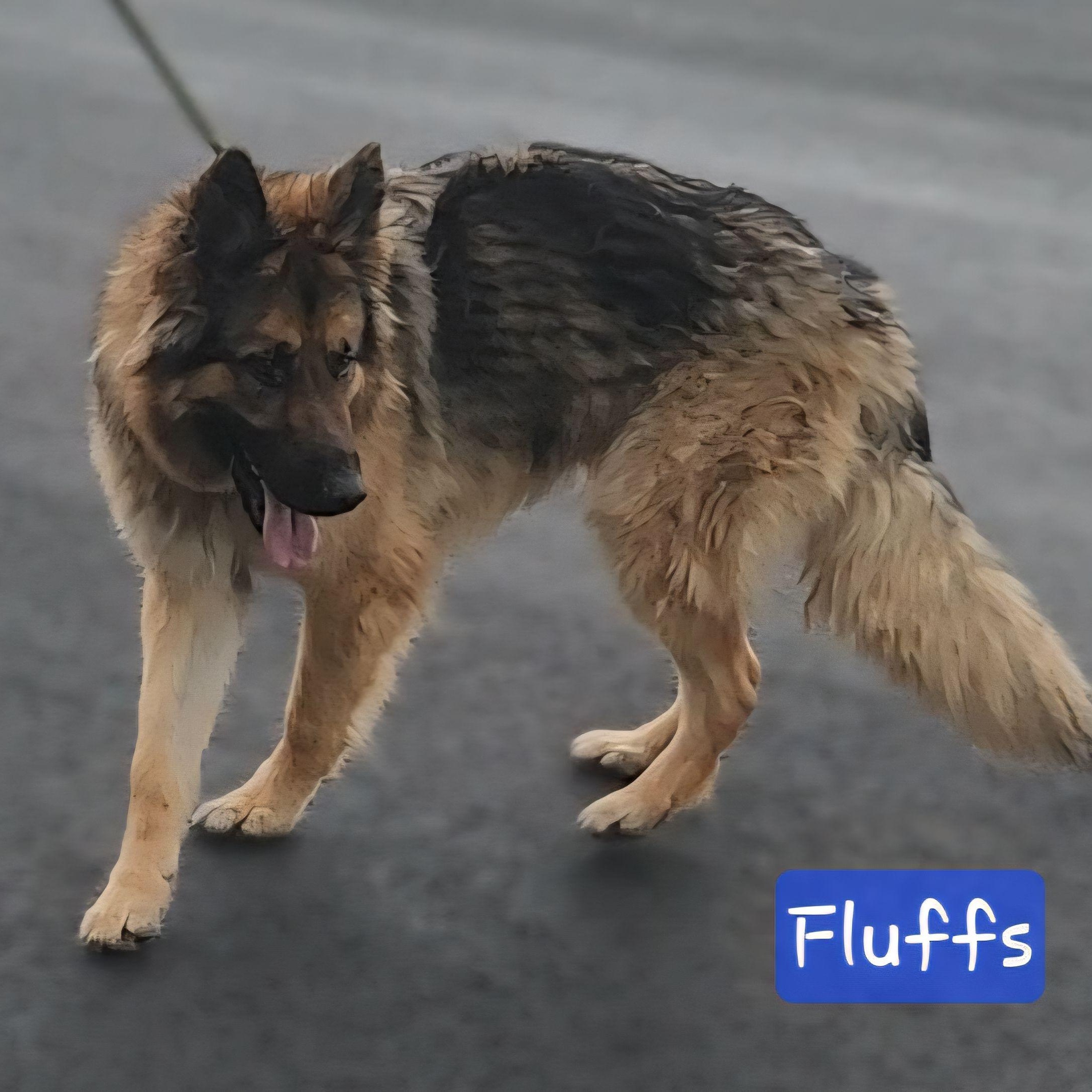 Enlarge FLUFFS, a Adoptable German Shepherd Dog in Ashland, OH image 2/5