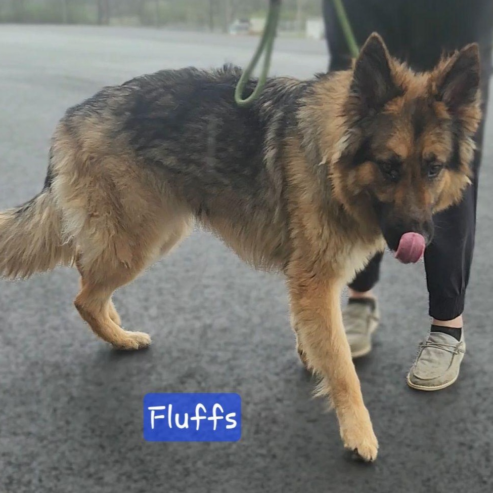 Enlarge FLUFFS, a Adoptable German Shepherd Dog in Ashland, OH image 5/5