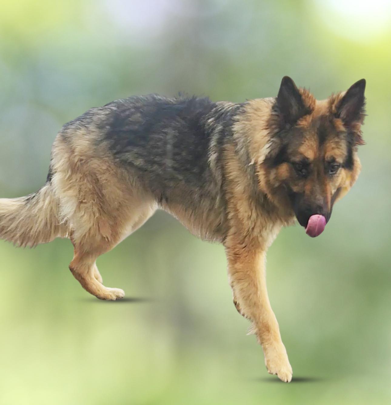 Enlarge FLUFFS, a Adoptable German Shepherd Dog in Ashland, OH image 3/6
