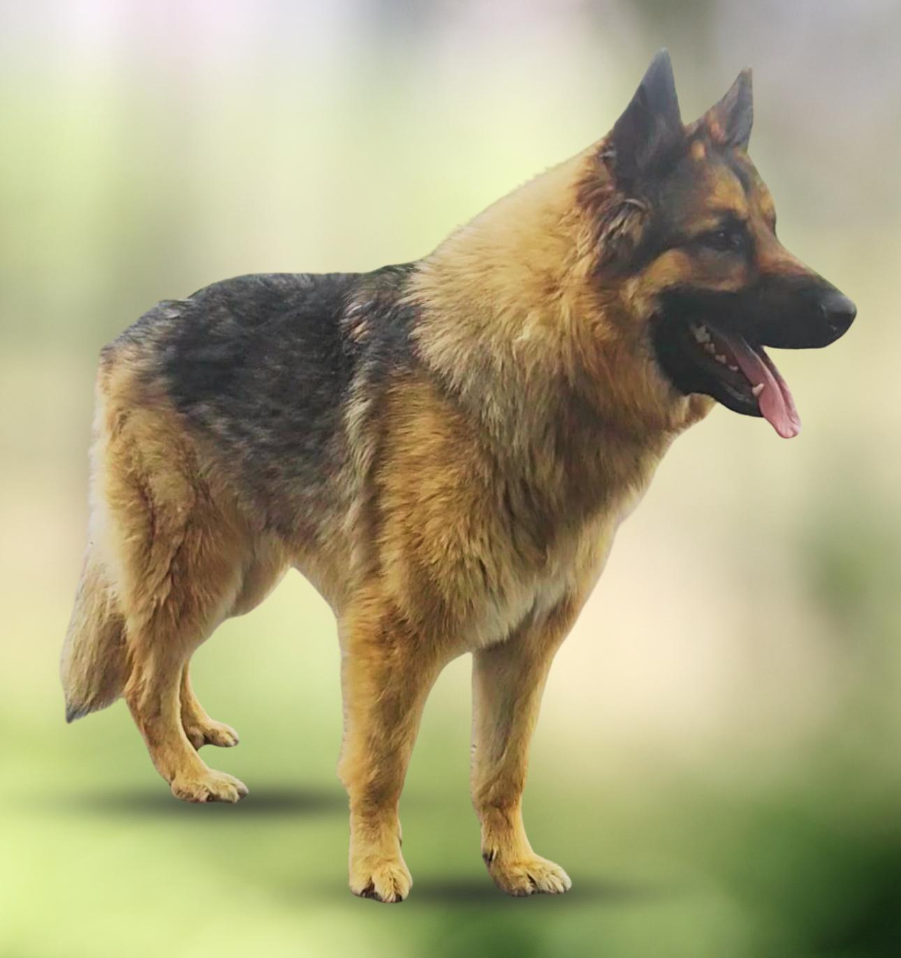 Enlarge FLUFFS, a Adoptable German Shepherd Dog in Ashland, OH image 2/6