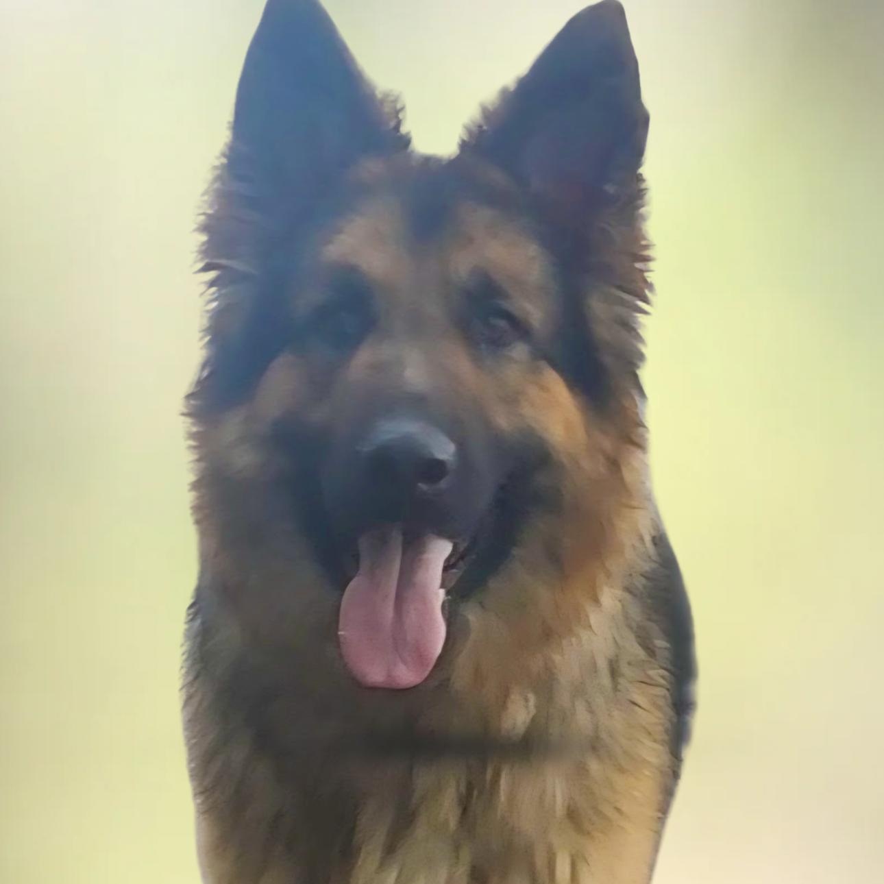Enlarge FLUFFS, a Adoptable German Shepherd Dog in Ashland, OH image 1/6